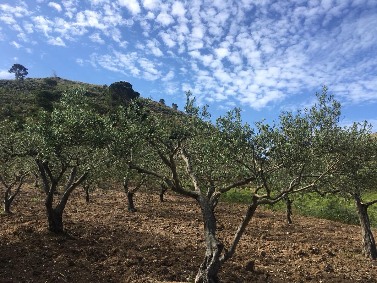 Agriturismo Casebianche Montallegro Dış mekan fotoğraf